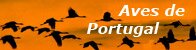 Aves de Portugal - Esturio do Rio Minho